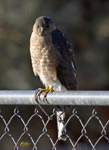 Sharp shinned Hawk